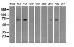 RALBP1 Antibody in Western Blot (WB)