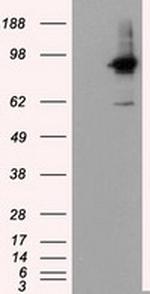 RALBP1 Antibody in Western Blot (WB)