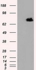 RALBP1 Antibody in Western Blot (WB)
