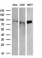 RALBP1 Antibody in Western Blot (WB)