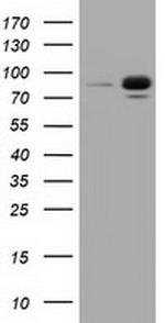 RALBP1 Antibody in Western Blot (WB)