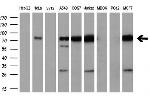 RALBP1 Antibody in Western Blot (WB)
