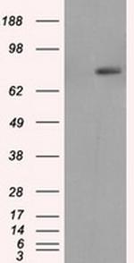 RALBP1 Antibody in Western Blot (WB)