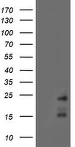 RAMP2 Antibody in Western Blot (WB)