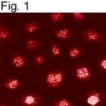 RANBP3 Antibody in Immunocytochemistry (ICC/IF)