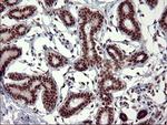 RAPGEF1 Antibody in Immunohistochemistry (Paraffin) (IHC (P))
