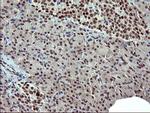 RAPGEF1 Antibody in Immunohistochemistry (Paraffin) (IHC (P))