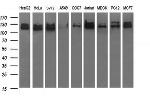 RAPGEF1 Antibody in Western Blot (WB)