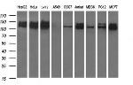 RAPGEF1 Antibody in Western Blot (WB)