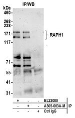 RAPH1 Polyclonal Antibody