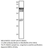 Dexras1 Polyclonal Antibody