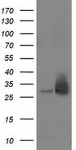 RASD2 Antibody in Western Blot (WB)