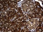 RASGRP3 Antibody in Immunohistochemistry (Paraffin) (IHC (P))