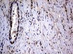 RASGRP3 Antibody in Immunohistochemistry (Paraffin) (IHC (P))