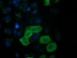 RASSF1 Antibody in Immunocytochemistry (ICC/IF)