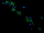 RASSF8 Antibody in Immunocytochemistry (ICC/IF)