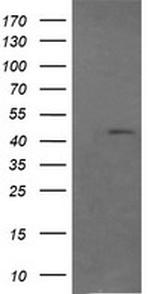 RASSF8 Antibody in Western Blot (WB)