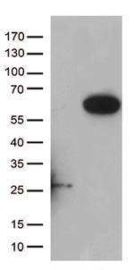 RASSF9 Antibody in Western Blot (WB)