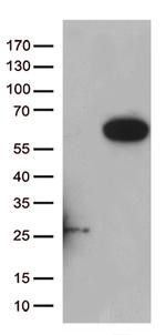 RASSF9 Antibody in Western Blot (WB)