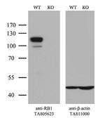RB1 Antibody