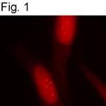 RbAp48 Antibody in Immunocytochemistry (ICC/IF)