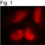RbAp46 Antibody in Immunocytochemistry (ICC/IF)