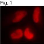 RbAp46 Polyclonal Antibody