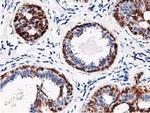 RBBP7 Antibody in Immunohistochemistry (Paraffin) (IHC (P))