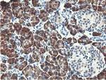 RBBP7 Antibody in Immunohistochemistry (Paraffin) (IHC (P))