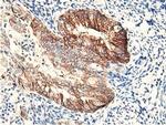 RBBP7 Antibody in Immunohistochemistry (Paraffin) (IHC (P))