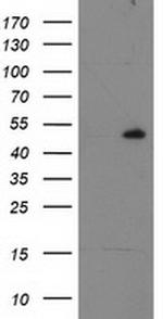 RBBP7 Antibody in Western Blot (WB)