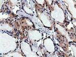 RBBP9 Antibody in Immunohistochemistry (Paraffin) (IHC (P))