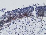 RBBP9 Antibody in Immunohistochemistry (Paraffin) (IHC (P))