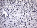 RBFOX1 Antibody in Immunohistochemistry (Paraffin) (IHC (P))