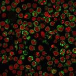 HLA-Pan (MHC II) Recombinant Rabbit Monoclonal Antibody (HLA-Pan, 2967R)