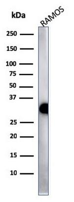 HLA-Pan (MHC II) Antibody in Western Blot (WB)