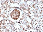 Bromodeoxyuridine (BrdU) Antibody in Immunohistochemistry (Paraffin) (IHC (P))