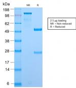 Bromodeoxyuridine (BrdU) Antibody in SDS-PAGE (SDS-PAGE)