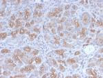 Golgi Complex Recombinant Rabbit Monoclonal Antibody (GLG1, 2829R)