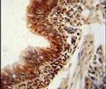 RBM43 Antibody in Immunohistochemistry (IHC)