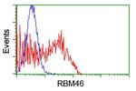 RBM46 Antibody in Flow Cytometry (Flow)