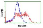 RBM46 Antibody in Flow Cytometry (Flow)