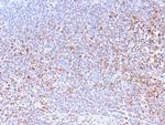 Nuclear Antigen Recombinant Rabbit Monoclonal Antibody (NM2984R)