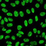 Human Nuclear Antigen (HNA) (Human CellMarker) Recombinant Rabbit Monoclonal Antibody (235-1R)