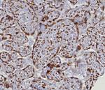 Double Stranded DNA (dsDNA) (Nuclear Marker) Antibody in Immunohistochemistry (Paraffin) (IHC (P))