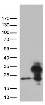 RBM8A Antibody in Western Blot (WB)