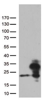 RBM8A Antibody in Western Blot (WB)