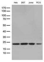 RBM8A Antibody in Western Blot (WB)