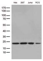 RBM8A Antibody in Western Blot (WB)