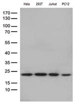 RBM8A Antibody in Western Blot (WB)